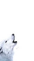 descargar wallpaper de animales